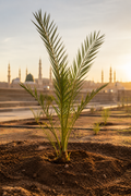 Plant a Date Palm Tree